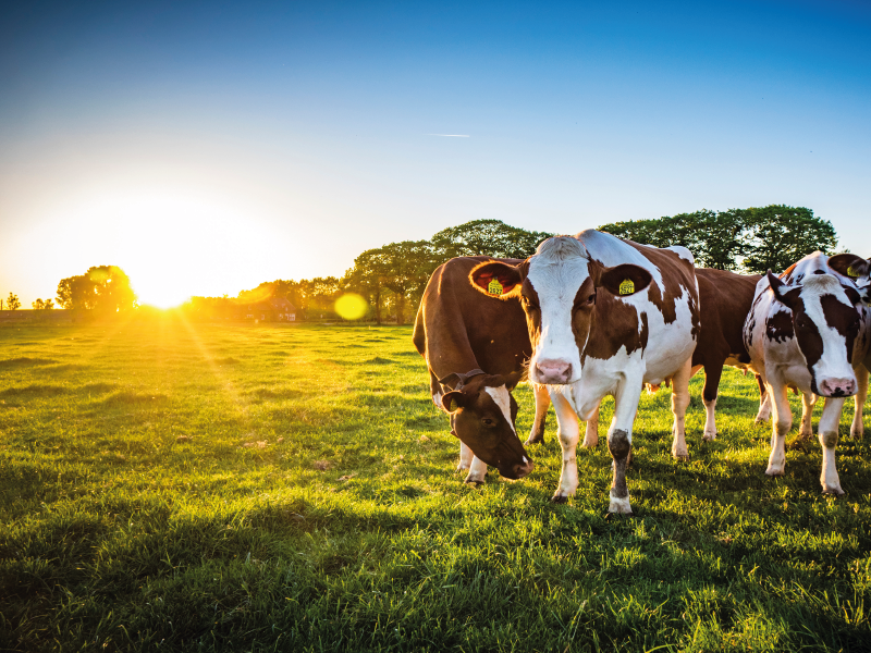 Dairy cows stood, looking at the camera in a lush green field at sunset